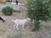 Cabro, Cabras — foto 4