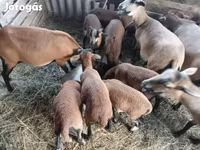نعجة, Cameroon sheep — الصورة 2