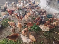 Chickens — फ़ोटो 3