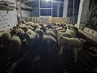 Qoç, Qoyunlar — foto 1