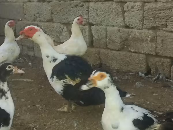 Ducks — Azərbaycan