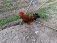 Chickens — الصورة 1