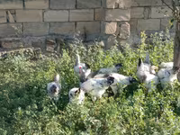 Chickens — फ़ोटो 4