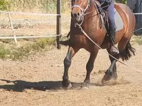 Aygʻir, Međimurje horse — 6-rasm