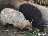 Ovce, Racka sheep — foto 1
