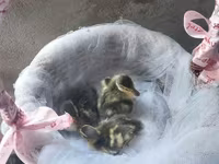 Ducks — photo 8