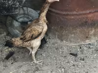 Chickens — photo 2