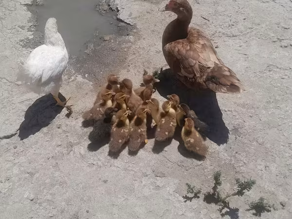 Ducks — Azerbaijan