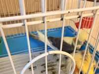 Nymph (cockatiel) cütlüyü və qəfəs komplekti - Növ: Nymph paraket — 照片 2