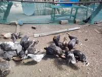Chickens — 照片 3