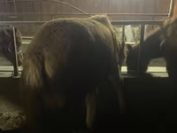 At, Yakutian horse — foto 6