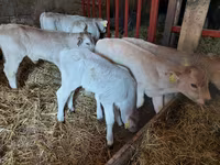 Bulle, Limousin-Kuh — Foto 1