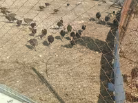 Turkeys — الصورة 1