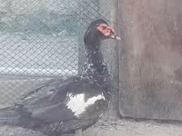Ducks — photo 3