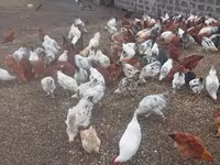 Chickens — Foto 4