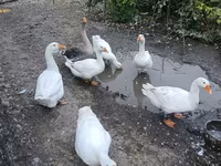 Geese — foto 1