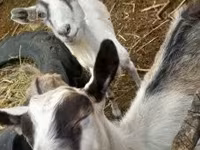 Goat, Goats — photo 2