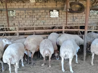 Sheep (batch, sex not specified), Sheep — photo 1