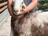 نعجة, East Friesian Dairy sheep — الصورة 7