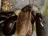 Lobster böcəyi canlı yemdir.15qəpikdir ədədi — 照片 2