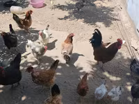 Chickens — photo 3