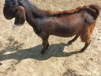 Keçi, Damask goat — foto 3