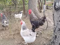Chickens — الصورة 2