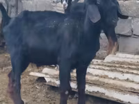 Keçi, Anatolian Black goats — foto 3