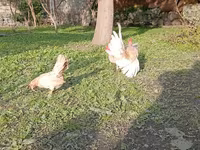 सेरामा — फ़ोटो 6