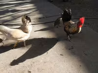 Japonský bantam — foto 1