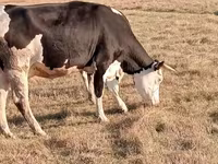 İnək, Latvian Blue cattle — foto 1