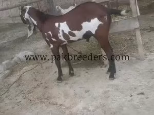公山羊, Beetal goats