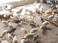 German Pekin — photo 2