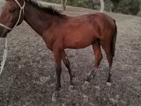 Horse (M), Horses — photo 3