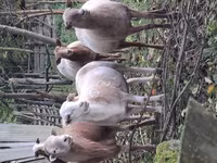 Qoç, Katum sheep — foto 3