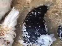 Chickens — zdjęcie 2