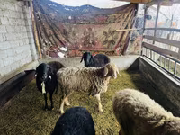 Вівця, Arashan sheep — фото 2