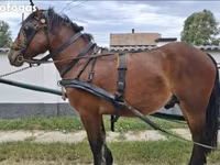 Cavalo, Cavalos — foto 2