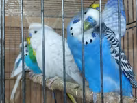 Chickens — الصورة 2