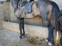 Koń, Arabian horse — zdjęcie 3