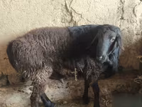 Widder, Hissar sheep — Foto 5