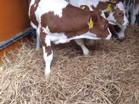 Buğa, Pinzgauer cattle — foto 3