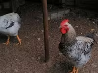 Sussex — foto 2