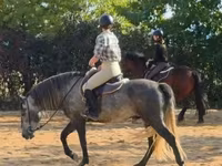 At, Andalusian horse — foto 4