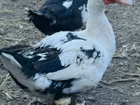 Ducks — photo 1