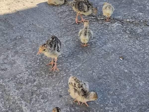 Turkeys — Azerbaijan