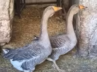 Geese — الصورة 7