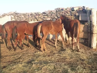 حصان, Mugalzhar horse — الصورة 1