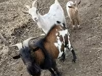Cabras (lote, sexo não especificado), Cabras — foto 4