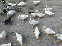 Ducks — photo 1